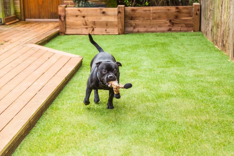 Artificial Turf Around the Home